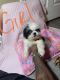 Shih Tzu Puppies for sale in Lithonia, GA 30058, USA. price: $650