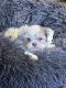 Shih Tzu Puppies for sale in New Houlka, MS 38850, USA. price: $1,000