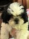Shih Tzu Puppies for sale in Timberville, VA, USA. price: $500