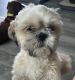 Shih Tzu Puppies for sale in Plant City, FL, USA. price: $600