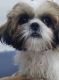 Shih Tzu Puppies for sale in Portland, OR, USA. price: $1,300
