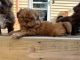 Shih Tzu Puppies for sale in West Fargo, ND, USA. price: $1,200