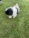 Shih Tzu Puppies for sale in Lowell, IN 46356, USA. price: $1,500