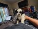 Shih Tzu Puppies for sale in Kissimmee, FL, USA. price: $500