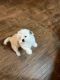 Shih Tzu Puppies for sale in Dallas, GA, USA. price: $1,000
