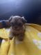 Shih Tzu Puppies for sale in Westland, MI, USA. price: $500