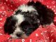 Shih Tzu Puppies for sale in Jonestown, TX, USA. price: $1,300