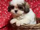 Shih Tzu Puppies for sale in Jonestown, TX, USA. price: $2,200