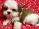 Shih Tzu Puppies for sale in Jonestown, TX, USA. price: $1,800