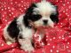 Shih Tzu Puppies for sale in Jonestown, TX, USA. price: $1,800