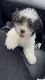 Shih Tzu Puppies for sale in Everett, WA 98204, USA. price: $600