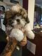 Shih Tzu Puppies for sale in Browns Mills, NJ 08015, USA. price: $1,000