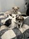 Shih Tzu Puppies for sale in Carlsbad, NM 88220, USA. price: $600