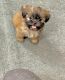 Shih Tzu Puppies for sale in San Diego, CA 92113, USA. price: $800