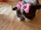 Shih Tzu Puppies for sale in Andrews, NC 28901, USA. price: $1,200