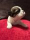 Shih Tzu Puppies for sale in Morrison, TN 37357, USA. price: $800