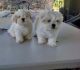 Shih Tzu Puppies for sale in Princeton, FL 33032, USA. price: NA