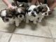 Shih Tzu Puppies for sale in Redford Charter Twp, MI, USA. price: $1,000