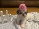Shih Tzu Puppies for sale in 1541 Gibralter Dr, Jackson, MS 39204, USA. price: $750