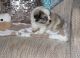 Shih Tzu Puppies for sale in Brookhaven, MS 39601, USA. price: $600