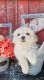 Shih Tzu Puppies for sale in Redding, CA, USA. price: $1,900