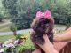 Shih Tzu Puppies for sale in Andrews, NC 28901, USA. price: $850