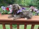 Shih Tzu Puppies for sale in Andrews, NC 28901, USA. price: $700