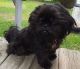 Shih Tzu Puppies for sale in Nunica, MI 49448, USA. price: $600
