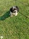 Shih Tzu Puppies for sale in 803 Brickyard Ct, Greenville, NC 27858, USA. price: $600