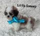 Shih Tzu Puppies for sale in Greenville, SC, USA. price: $1,200
