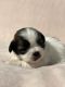 Shih Tzu Puppies for sale in Zanesville, OH 43701, USA. price: NA
