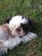 Shih Tzu Puppies for sale in Adams, MN 55909, USA. price: $1,500