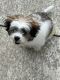 Shih Tzu Puppies for sale in Waterford, WI, USA. price: $1,200