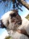 Shih Tzu Puppies for sale in Adams, MN 55909, USA. price: $1,500
