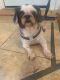 Shih Tzu Puppies for sale in Buffalo, NY, USA. price: $350