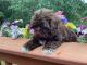 Shih Tzu Puppies for sale in Andrews, NC 28901, USA. price: $600