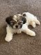 Shih Tzu Puppies for sale in Alafaya, FL 32825, USA. price: $1,000