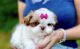 Shih Tzu Puppies for sale in Tampa, FL, USA. price: $1,300