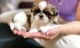 Shih Tzu Puppies for sale in Tampa, FL, USA. price: $2,000