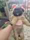 Shih Tzu Puppies for sale in Oxnard, CA 93036, USA. price: $1,000