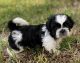 Shih Tzu Puppies for sale in Oviedo, FL, USA. price: $1,700