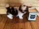 Shih Tzu Puppies for sale in Andrews, NC 28901, USA. price: $800