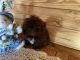 Shih Tzu Puppies for sale in Andrews, NC 28901, USA. price: $650