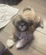 Shih Tzu Puppies for sale in 10898 103rd Ave, Largo, FL 33778, USA. price: $2,000