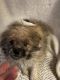 Shih Tzu Puppies for sale in Summer Shade, KY 42166, USA. price: NA