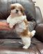 Shih Tzu Puppies for sale in Tavares, FL 32778, USA. price: $1,800