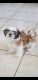 Shih Tzu Puppies for sale in Murrieta, CA, USA. price: $1,000