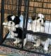 Shih Tzu Puppies for sale in Nevada, MO 64772, USA. price: $700