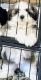 Shih Tzu Puppies for sale in Nevada, MO 64772, USA. price: $750