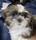 Shih Tzu Puppies for sale in Lillington, NC 27546, USA. price: $799